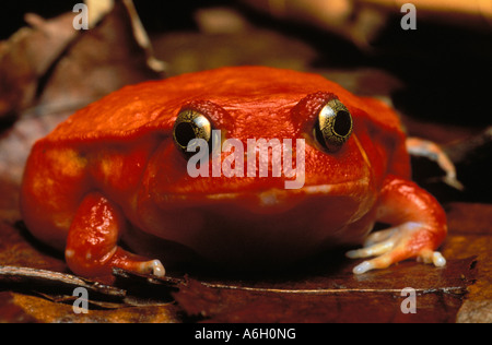 Tomaten Frosch Dyscophus Antongili Maroantsetra Madagaskar Stockfoto