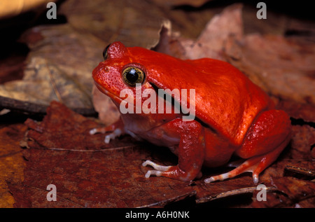 Tomaten Frosch Dyscophus Antongili Maroantsetra Madagaskar Stockfoto