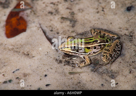 Südlichen Leopard Frog Rana Sphenocephala zuvor Rana Utricularia See Myakka State Park Florida U S A Stockfoto