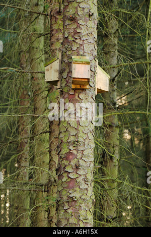 Fledermauskästen an korsischen Pinien befestigt Stockfoto