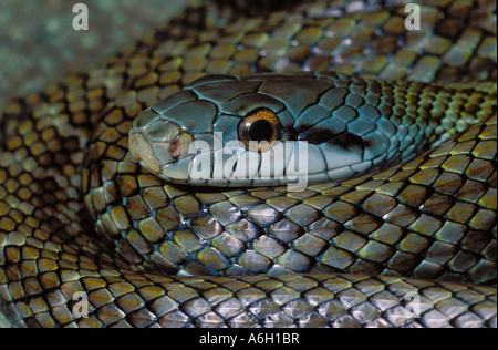 Japanische Rattenschlange bieten Climacophora Japan Stockfoto