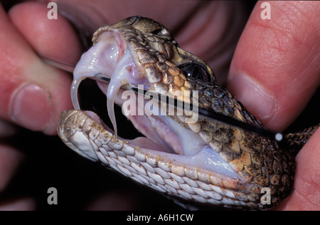 Western Diamondback Klapperschlange Crotalus Atrox mit aufklappbaren Reißzähne Stockfoto