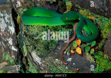 Papst s Grubenotter Trimeresurus Popeiorum Bukit Larut West Malaysia Stockfoto