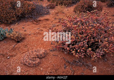 Bitis Caudalis in der Nähe von Springbok Namaqualand in Südafrika Stockfoto