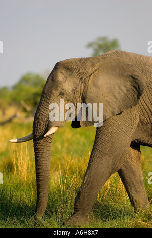 Afrikanische Elephant(loxodonta africana) Moremi Reserve, Botswana, Afrika Stockfoto