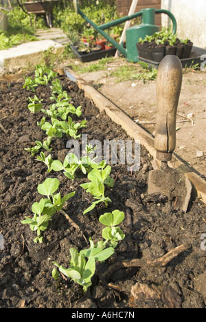 Frisch gepflanzt Erbse Sämlinge in eine organische kleinen Gemüsegarten UK März Stockfoto