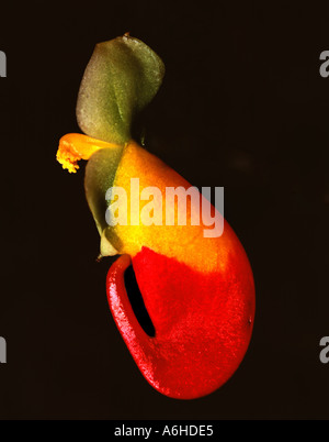 Papagei Pflanze Blume Impatiens niamniamensis Stockfoto