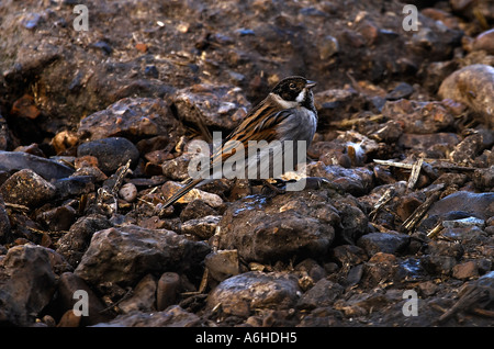 Gemeinsamen Reed Bunting Stockfoto