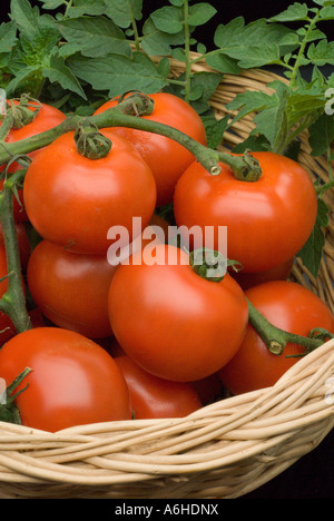 Frisch gepflückten Tomaten in Korb Stockfoto