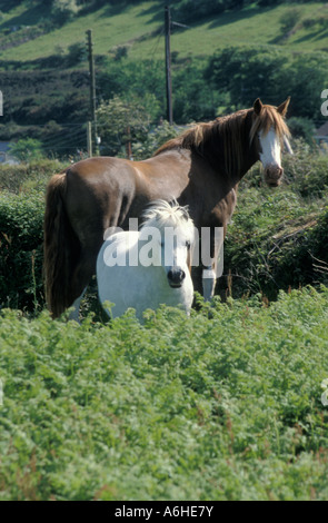 braune Pferd und weiße Miniatur im Feld, Cornwall Stockfoto