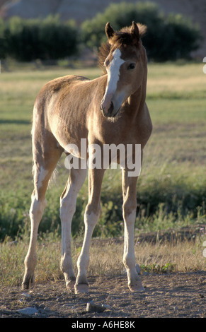 wildes Fohlen roaming im Südwesten Irlands Stockfoto