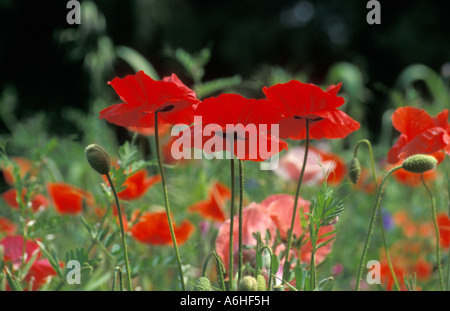 Wildblumen und Kornblumen im ökologischen Garten Stockfoto