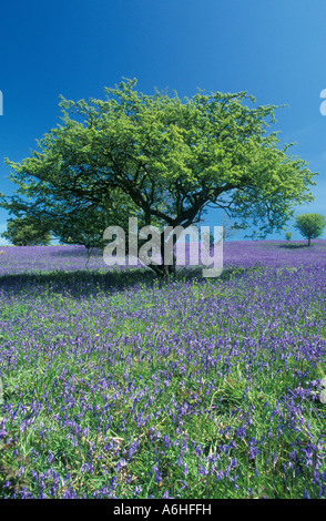 Weißdorn-Baum wächst auf Bluebell bedeckt Überbleibsel des alten Wald, St Boniface Down, Isle Of Wight Stockfoto