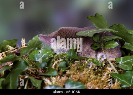 allgemeine Spitzmaus Sorex Araneus auf der Suche nach Nahrung auf Efeu bedeckt Log mit schön unscharf Hintergrund Potton Bedfordshire Stockfoto