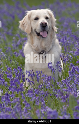 Golden Retriever Hund in Bluebell Blumen in Hertfordshire woodland Stockfoto