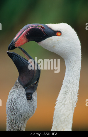 Größere Flamingo Mutter und Küken, die darauf warten, gefüttert-Hinweis-Captive-Themen Stockfoto
