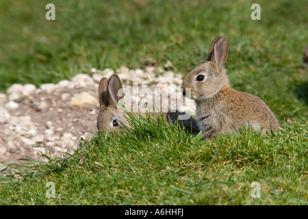 Junge Kaninchen Oryctolagus Cuniculus saß auf dem Rasen suchen alert Therfield hertfordshire Stockfoto