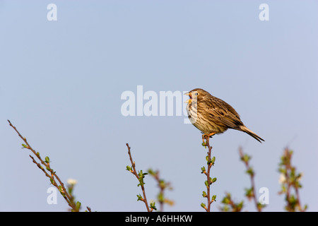 Corn Bunting Miliaria Calandra saß auf Weißdorn suchen Warnung und singen mit schönen blauen Himmel Hintergrund Eyeworth bedfordshire Stockfoto