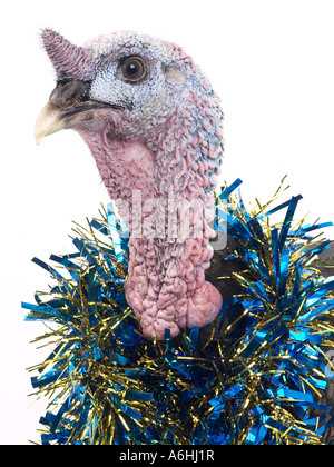 Einen Truthahn mit Lametta um den Hals bereit für Weihnachten. Stockfoto