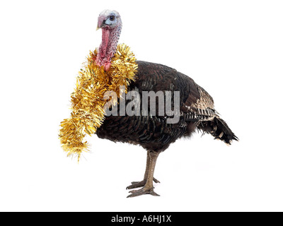 Einen Truthahn mit Lametta um den Hals bereit für Weihnachten. Stockfoto