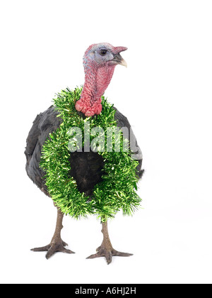 Einen Truthahn mit Lametta um den Hals bereit für Weihnachten. Stockfoto