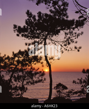 Sonnenuntergang durch Kiefern in der Nähe von Vale Do Lobo, Algarve Portugal Stockfoto