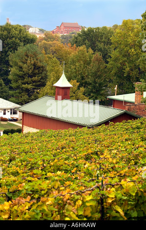 Weinreben Stone Hill Winery Hermann MO Stockfoto