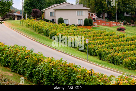 Weinreben im Stone Hill Winery Hermann MO Stockfoto