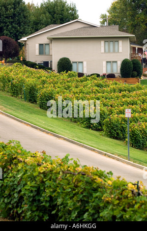 Weinreben im Stone Hill Winery Hermann MO Stockfoto