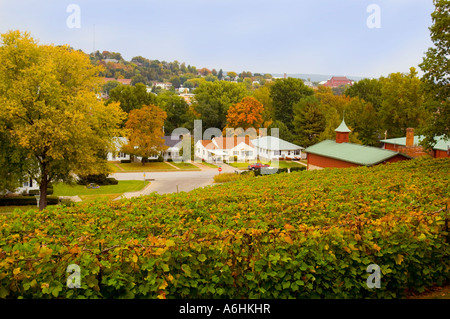 Weinreben im Stone Hill Winery Hermann MO Stockfoto