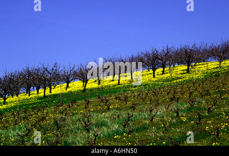 Weingut Felanitx Mallorca Insel Spanien Stockfoto