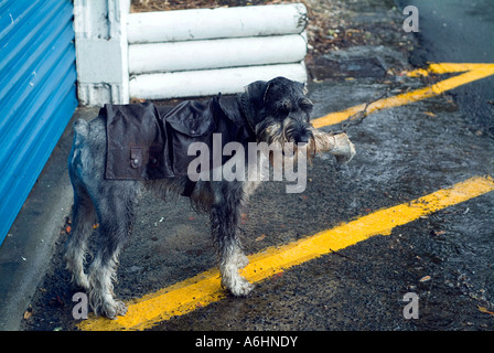 ein männlichen standard Schnauzer Hund 3 Jahre trägt einen Öl Haut Leinwand Regenmantel im Regen Stockfoto