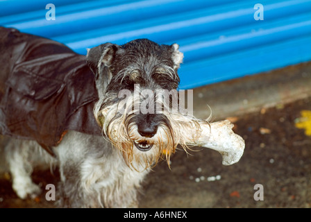 ein männlichen standard Schnauzer Hund 3 Jahre trägt einen Öl Haut Leinwand Regenmantel im Regen Stockfoto