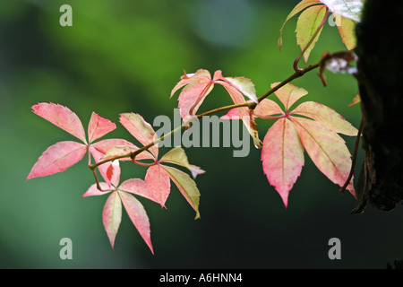 Herbstlich gefärbten wildem Stockfoto