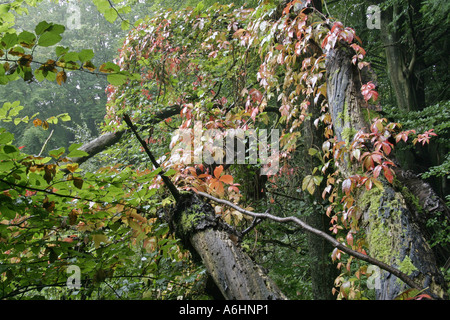 Autumnal farbige wildem Wein an einem Baum Stockfoto