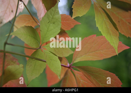 Herbstlich gefärbten wildem Stockfoto