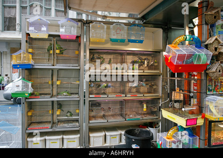 Vogelmarkt auf La Rambla Barcelona Spanien Europa Stockfoto