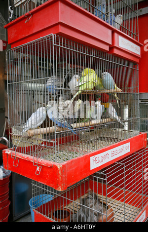 Vogelmarkt auf La Rambla Barcelona Spanien Europa Stockfoto