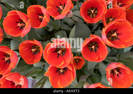 Tulpen, Ad rem Stockfoto