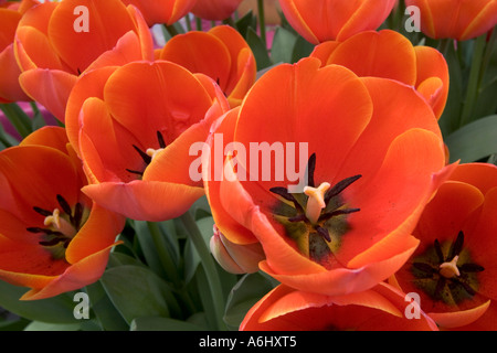 Tulpen, Ad rem Stockfoto