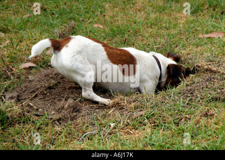 Jack Russell Terrier. Weißen und Braunen kurzen Haaren Hund graben Stockfoto