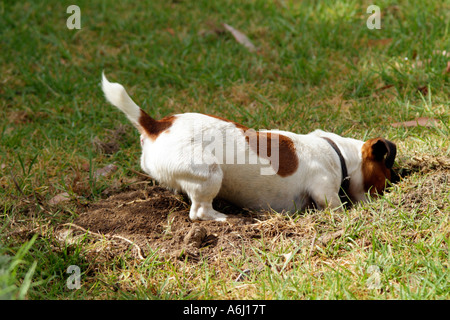 Jack Russell Terrier braunen und weißen kurzhaarigen Hund Graben Stockfoto