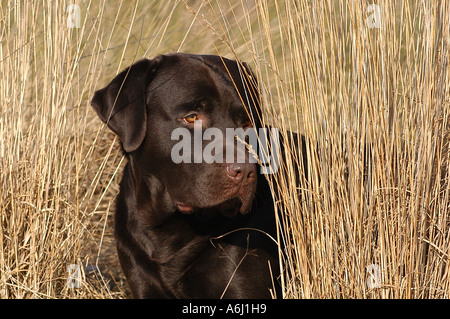 Brauner Labrador Retriever Hund auf einer Wiese liegend Stockfoto