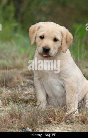 Gelber Labrador Retriever Welpen sitzen Stockfoto