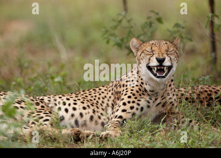 Gepard (Acinonyx Jubatus) Stockfoto