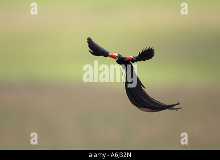 Lange Tailed Witwe (Euplectes Progne) Display Flug Stockfoto