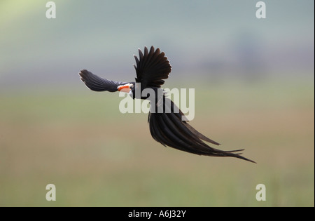 Lange Tailed Witwe (Euplectes Progne) Paarung Flug anzeigen Stockfoto