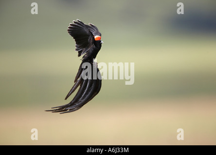 Lange Tailed Witwe (Euplectes Progne) Display Flug Stockfoto