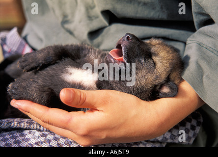 Wolf (Canis Lupus) Cub schlafen in der hand Stockfoto