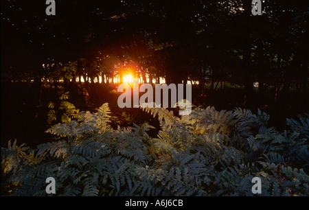 Aufgehende Sonne in Buchenholz Spätsommer Stockfoto